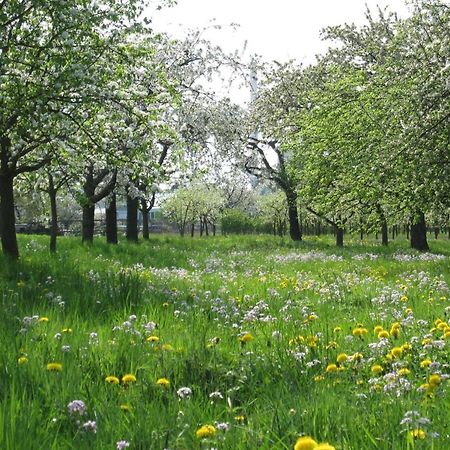 Ferienwohnung Zwischen Rhein Und Schwarzwald Bischweier Екстериор снимка