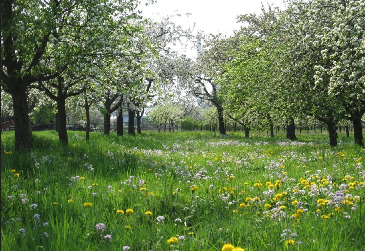 Ferienwohnung Zwischen Rhein Und Schwarzwald Bischweier Екстериор снимка